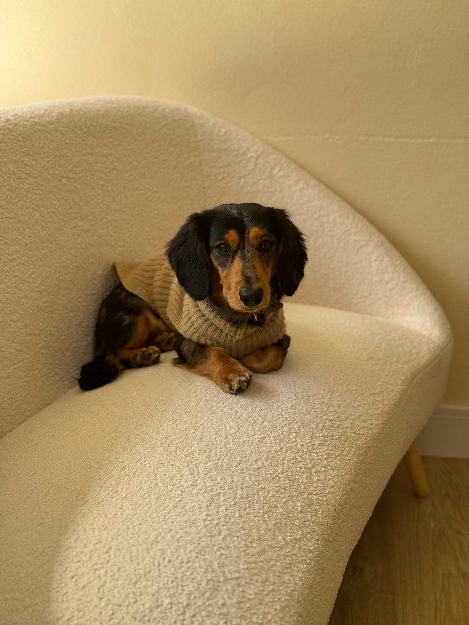 Pet Product Review & Testimonial